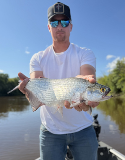 Goldeye