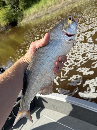 Goldeye