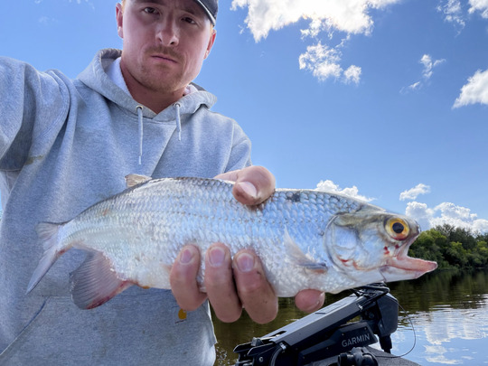 Goldeye