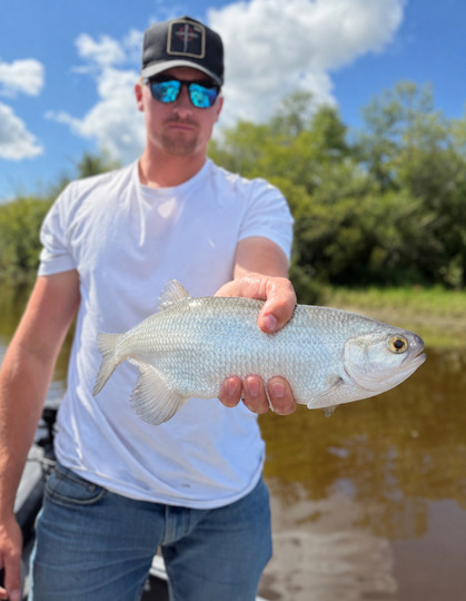 Goldeye