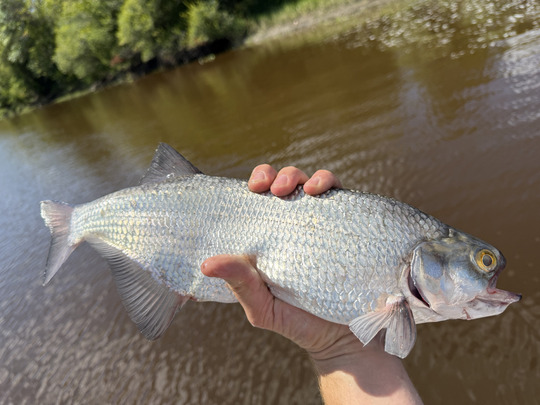 Goldeye
