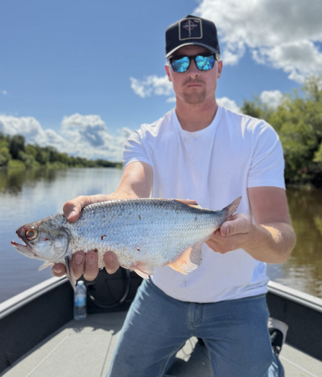Goldeye
