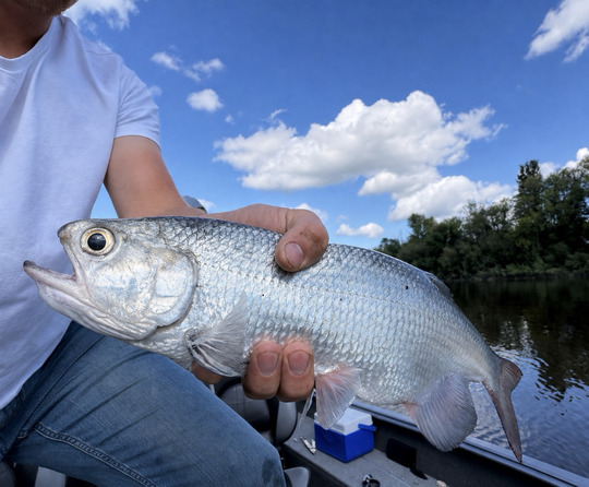 Goldeye