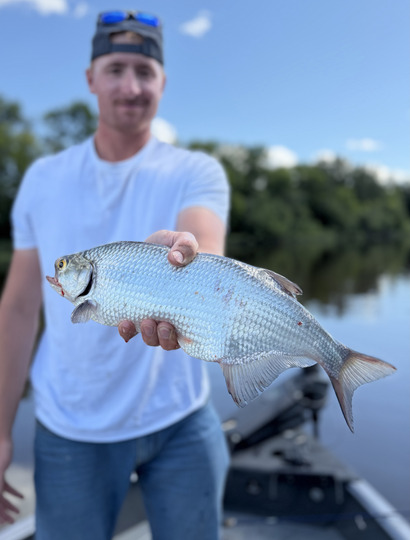 Goldeye
