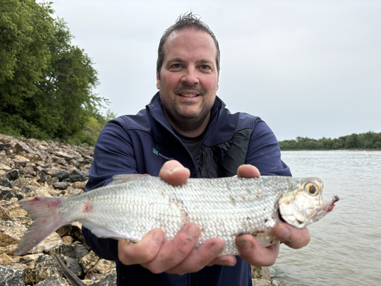 Goldeye
