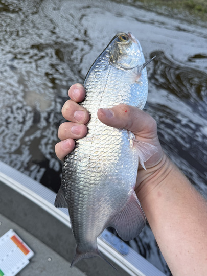 Goldeye