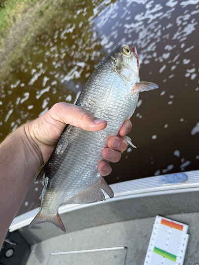 Goldeye
