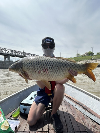 Common Carp