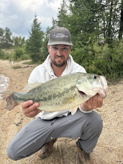 Largemouth Bass