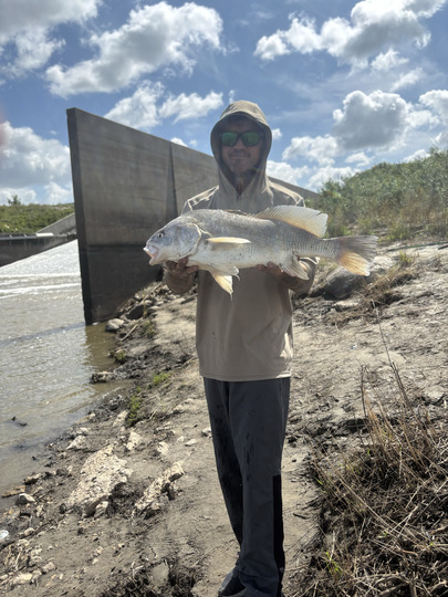 Freshwater Drum