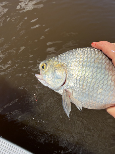Goldeye