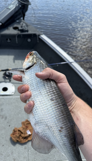 Goldeye