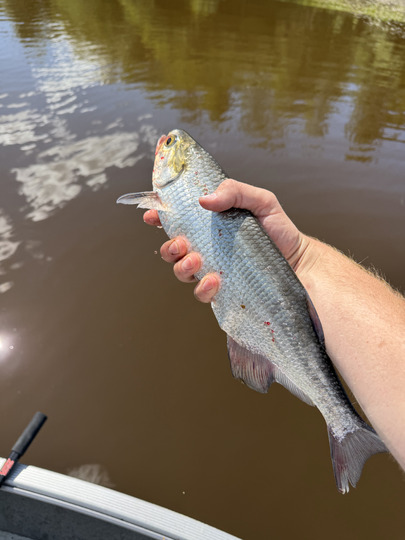 Goldeye