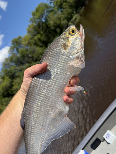 Goldeye