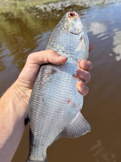 Goldeye