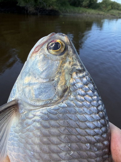 Goldeye