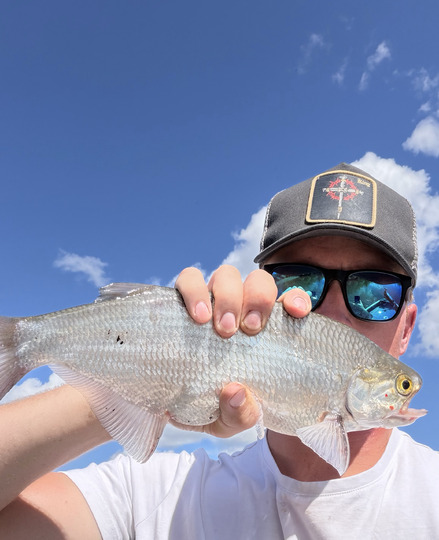 Goldeye