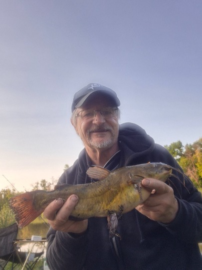 Bullhead