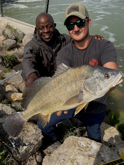 Freshwater Drum