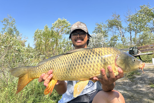 Common Carp