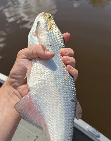Goldeye