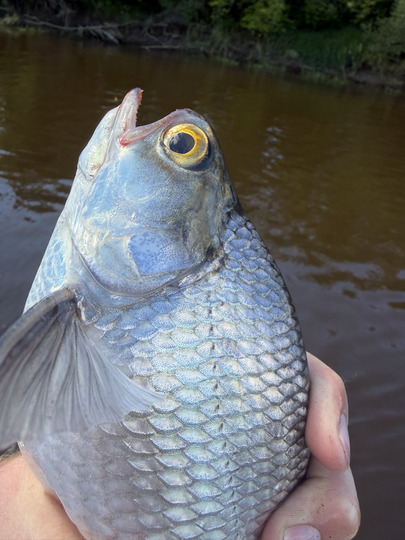 Goldeye