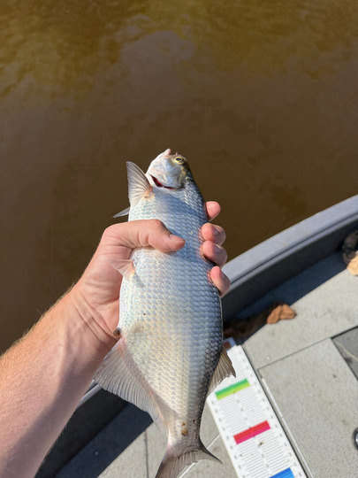 Goldeye