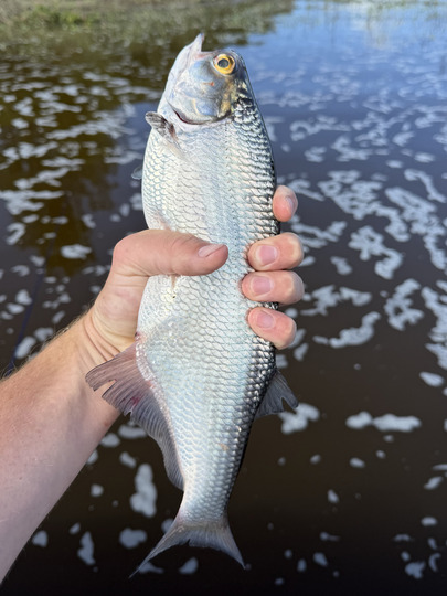 Goldeye