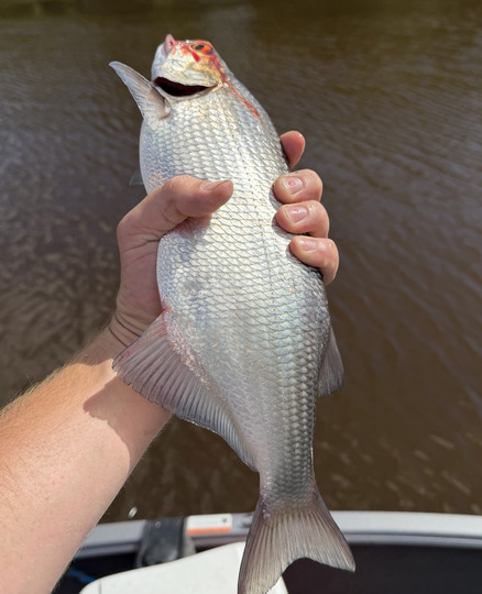 Goldeye