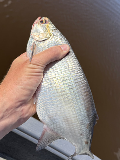 Goldeye