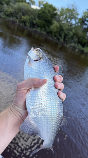Goldeye