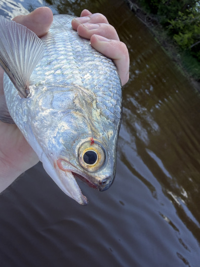 Goldeye