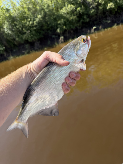 Goldeye