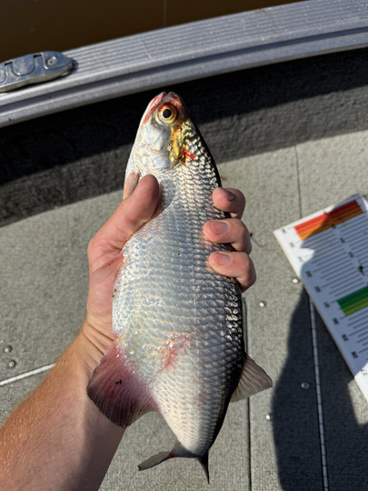 Goldeye