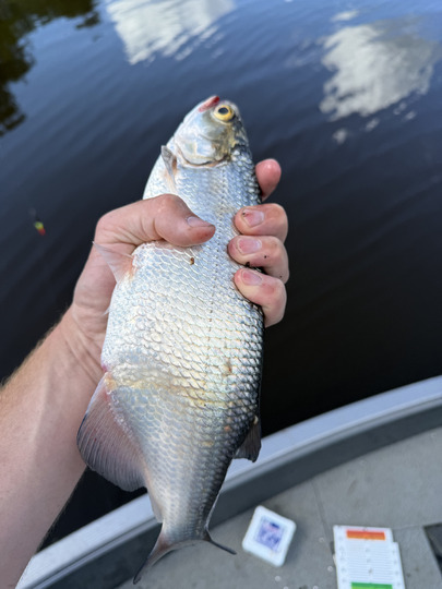 Goldeye