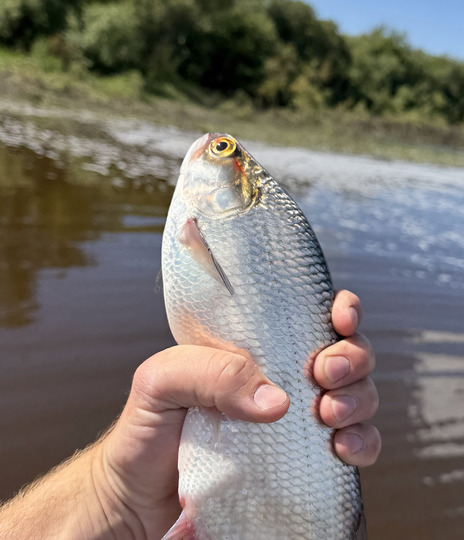 Goldeye