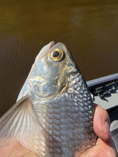 Goldeye