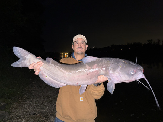 Channel Catfish