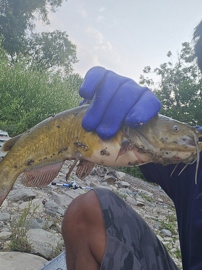 Bullhead
