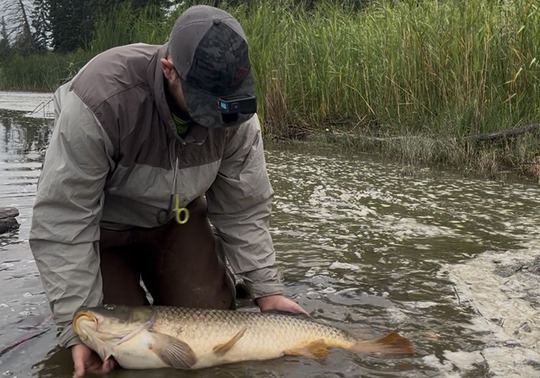 Common Carp