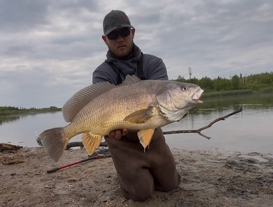 Freshwater Drum