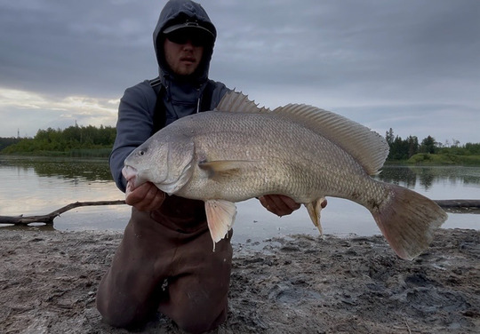 Freshwater Drum