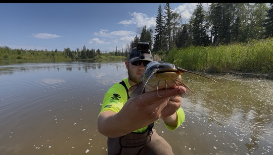 Bullhead