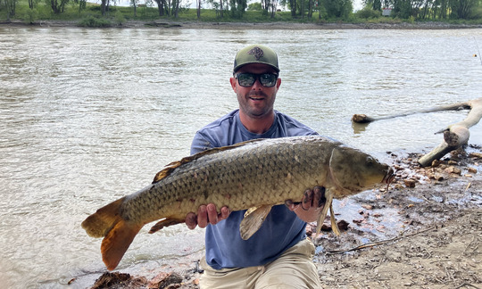 Common Carp