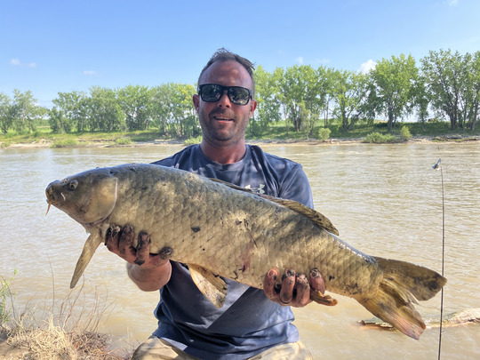 Common Carp