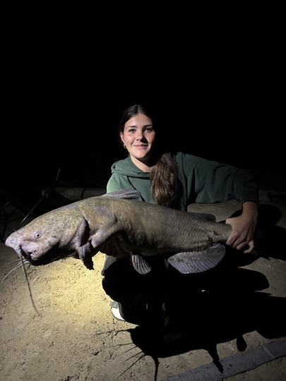 Channel Catfish