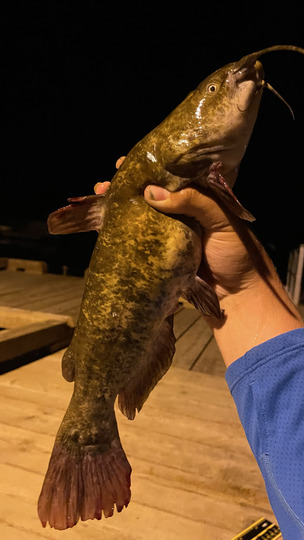 Bullhead