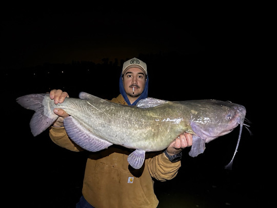 Channel Catfish