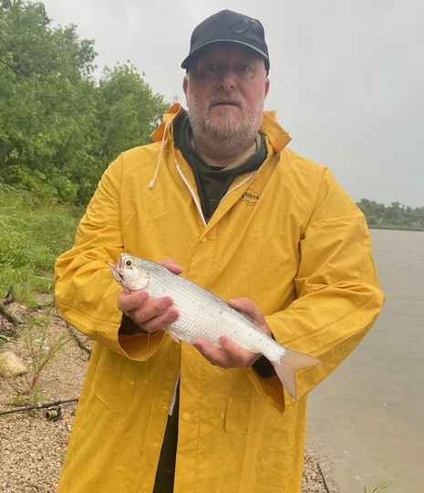 Goldeye