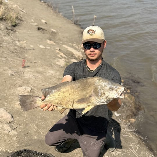 Freshwater Drum